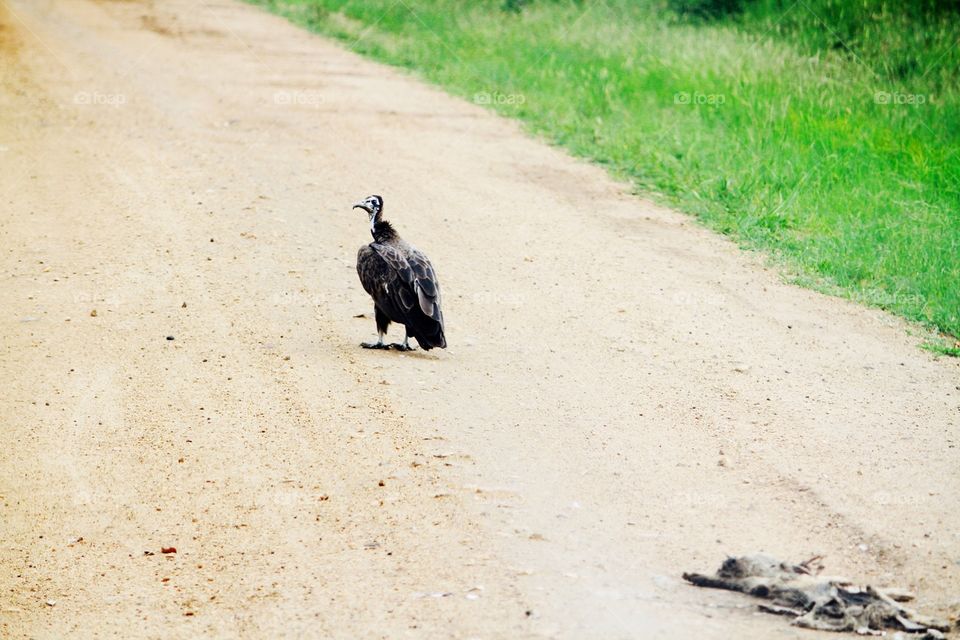Vulture on the road