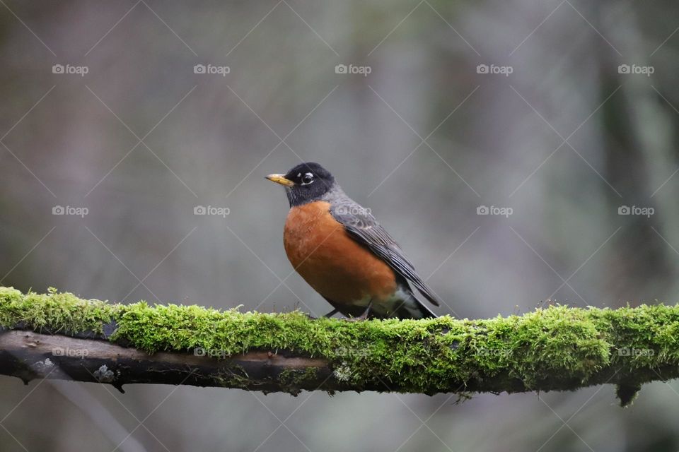 Bird perched  on a branch