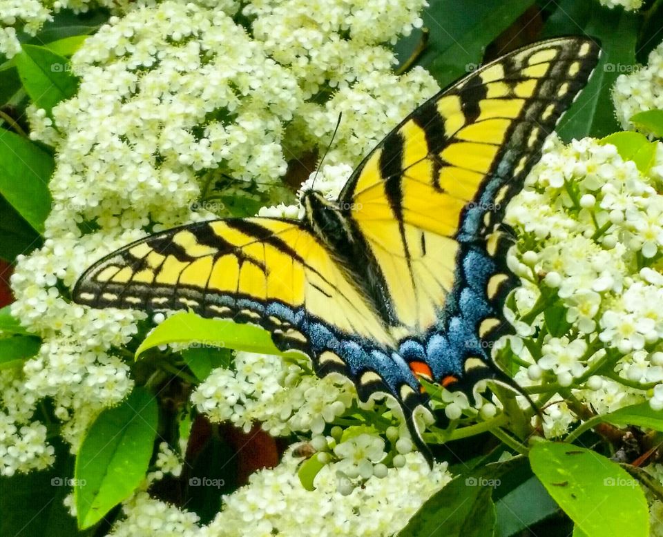 Yellow Butterfly