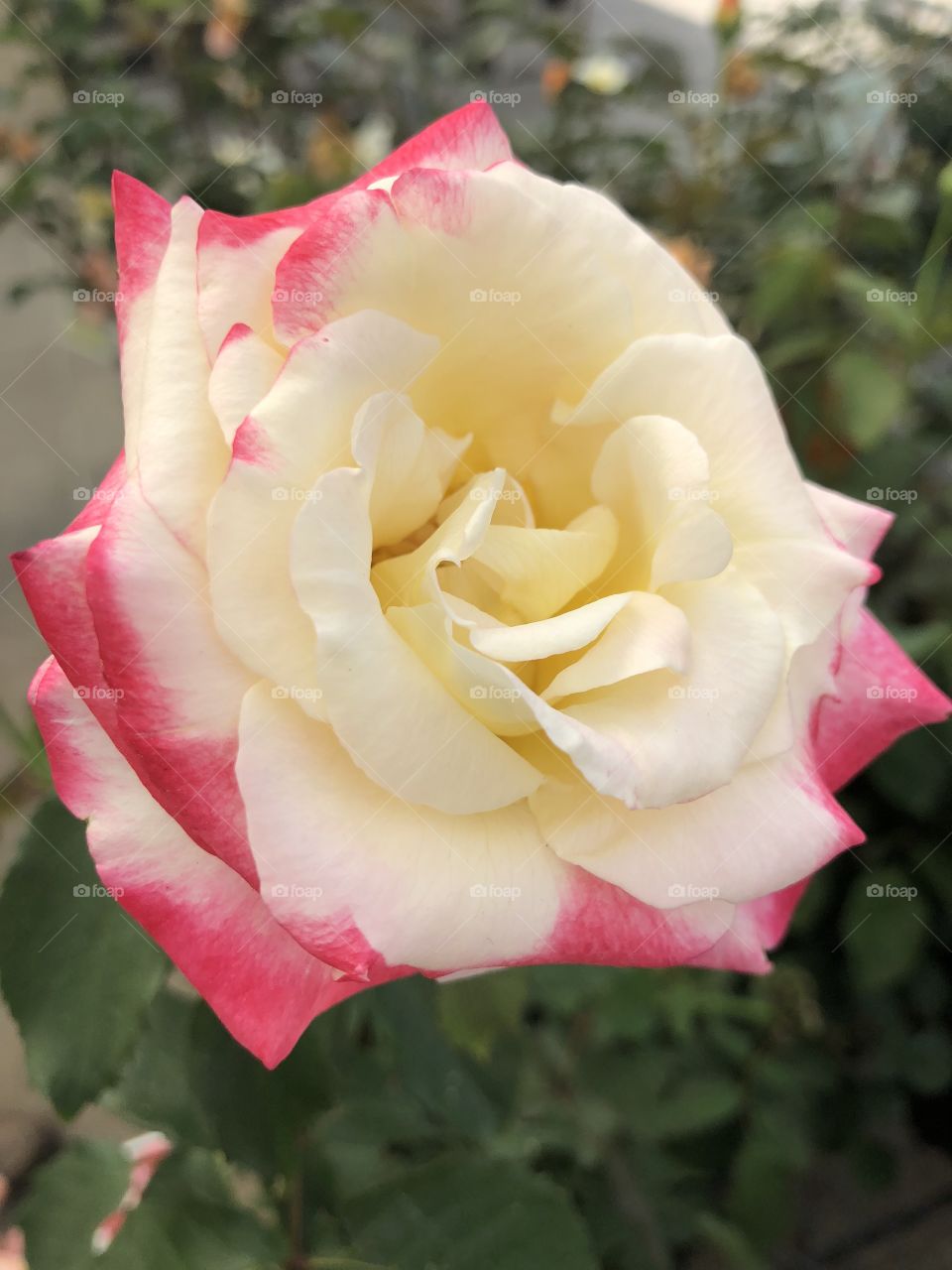 Gorgeous two toned closeup of cream and bright pink rose. 