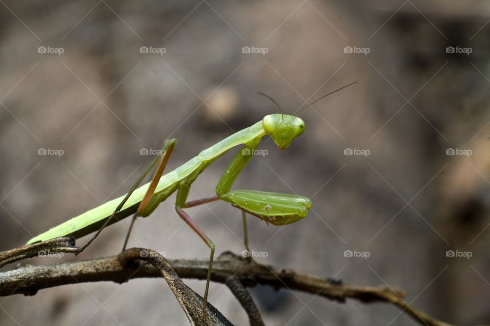 European mantis