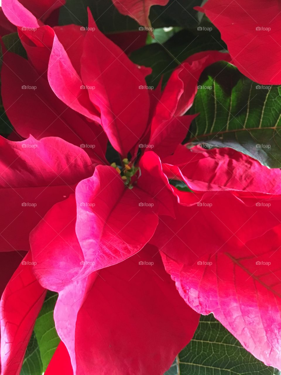 Holiday Flower