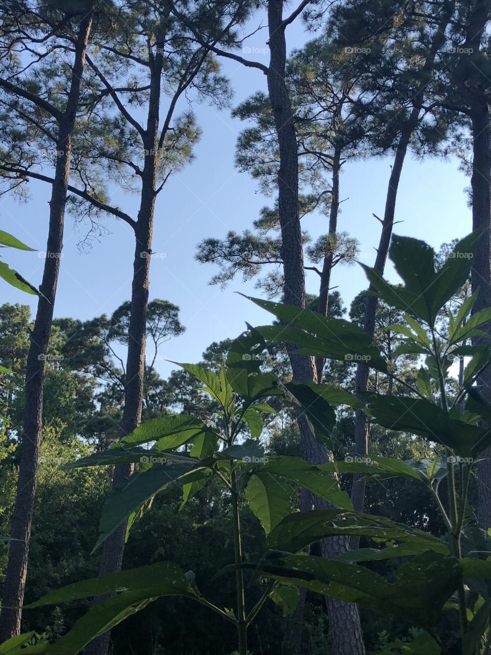 Leaves and Trees