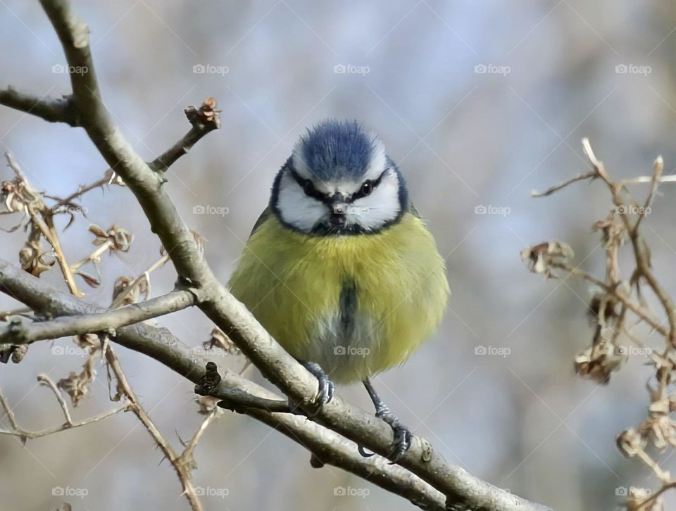 Beautiful blue tit