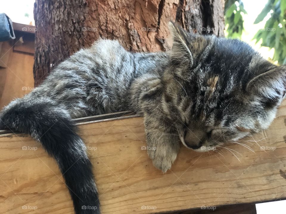 My new favorite talent/model: Suzu, my teeny tabby kitten. 