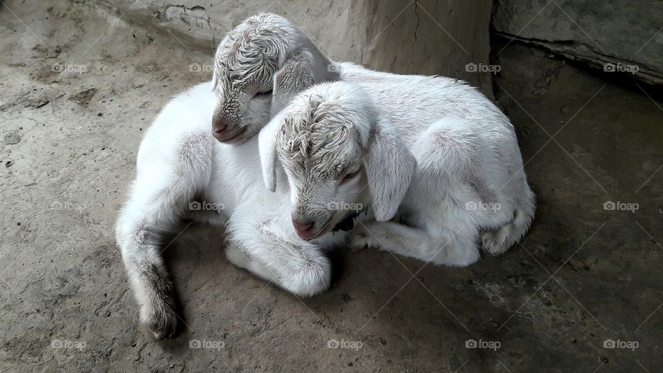 Goat kids taking rest. white colour hair goat kids.