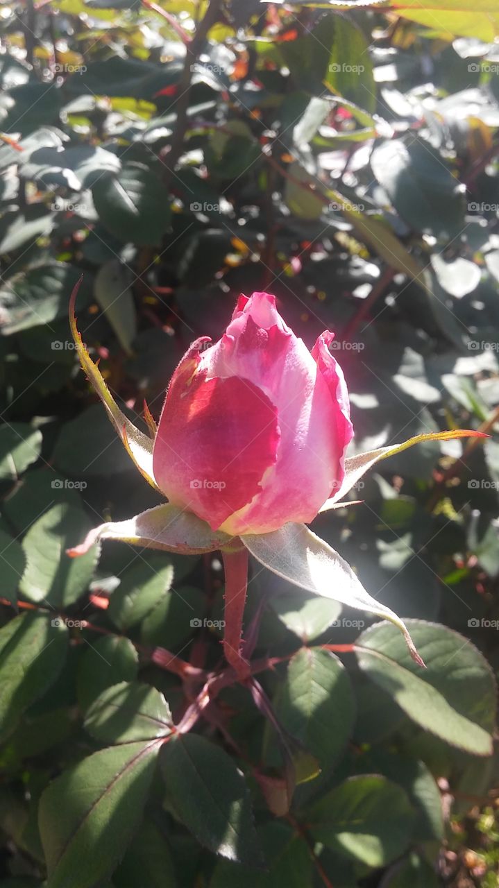 Rose bud.