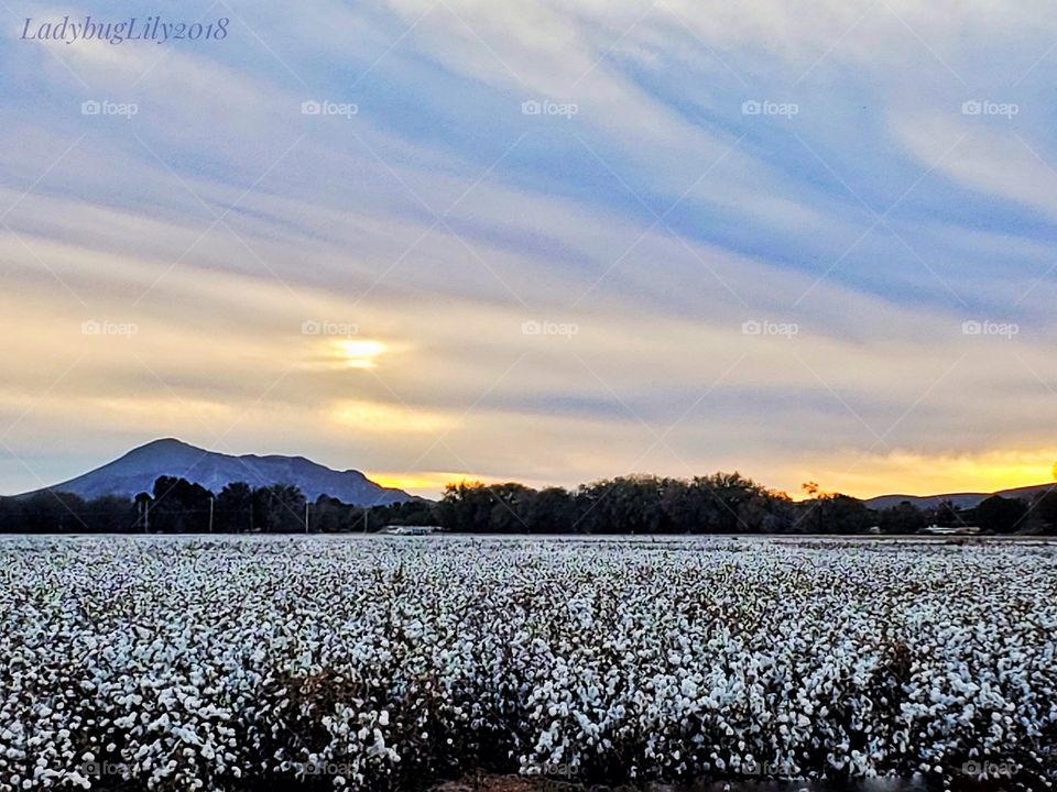 Las Cruces, New Mexico Cotton Field