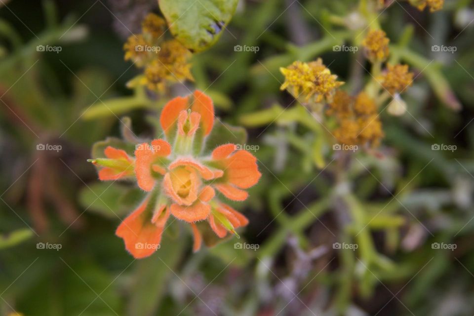 Little Orange Flower