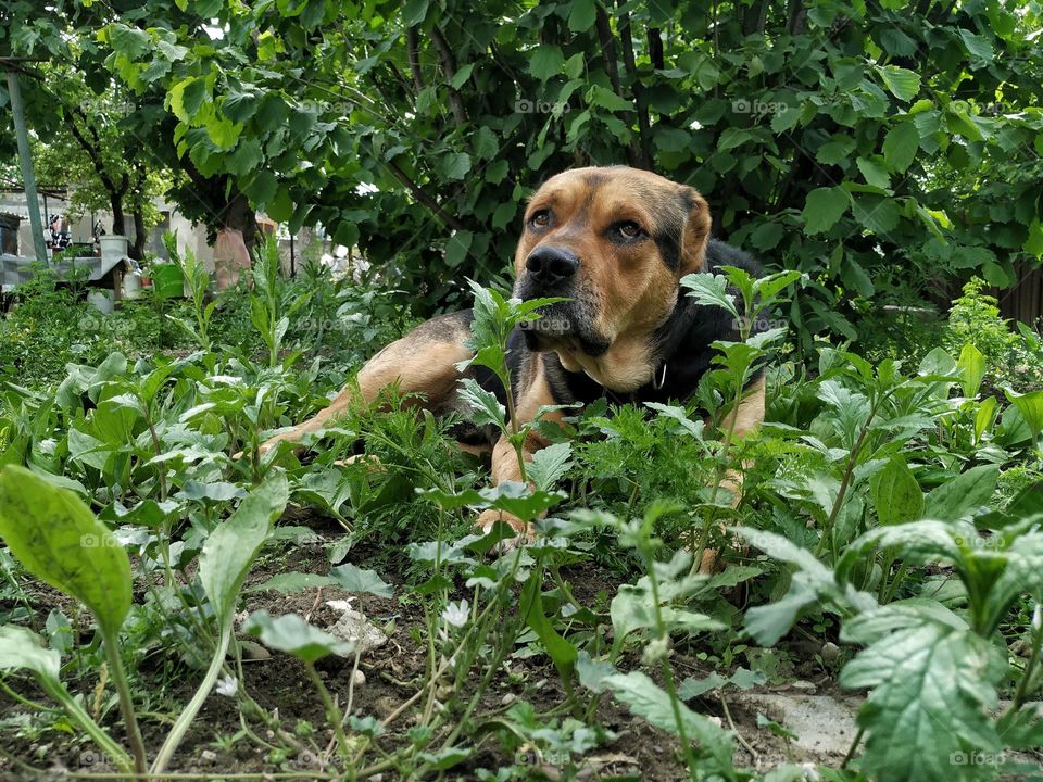 Dog in nature