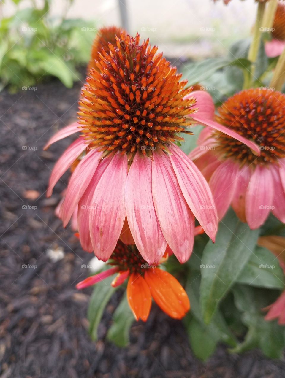 Purple Flower Garden Bud