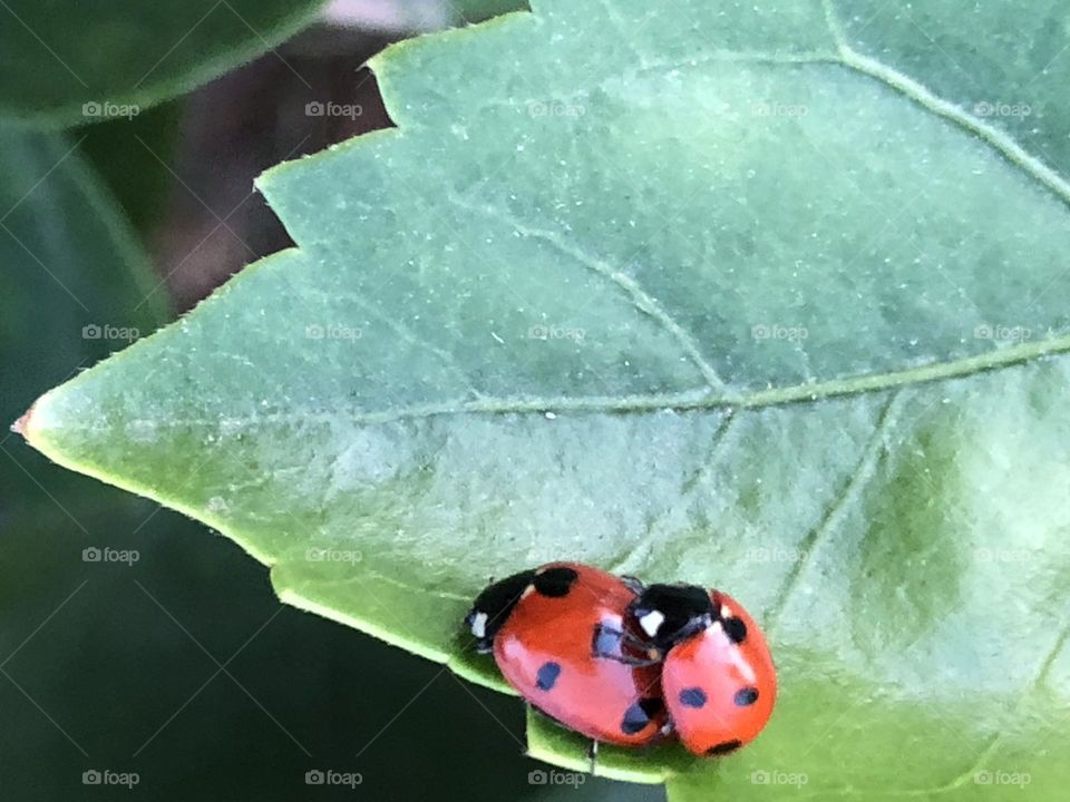 Mate of ladybugs on green leaves