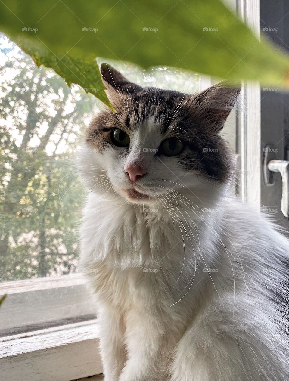 Indoor cat portrait