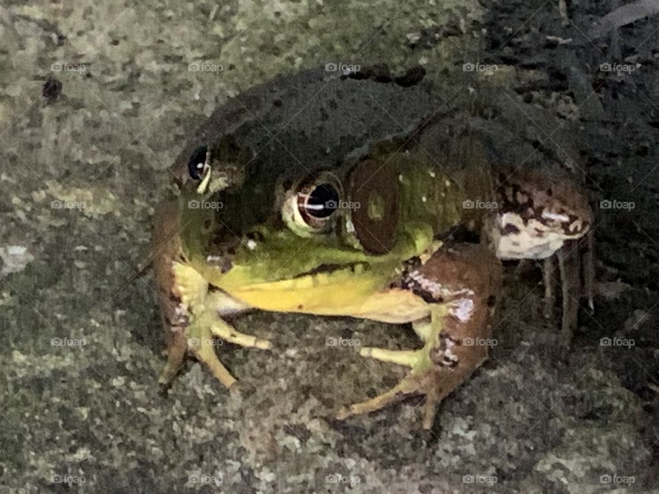 Bullfrog 