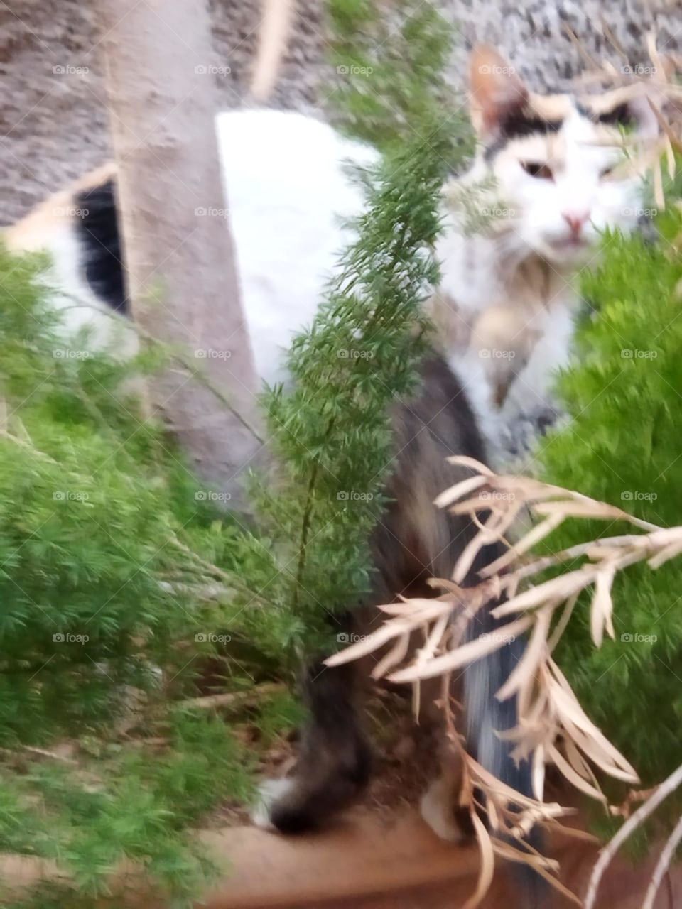 Beautiful cat looking at camera.