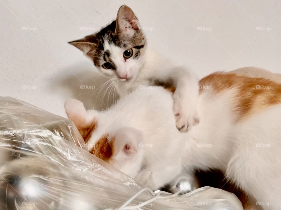 Christmas-decoration-problems 🙈