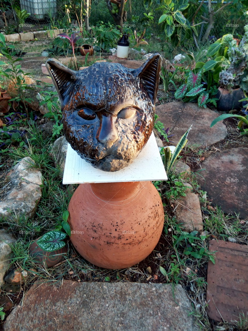 two face cat scrupture