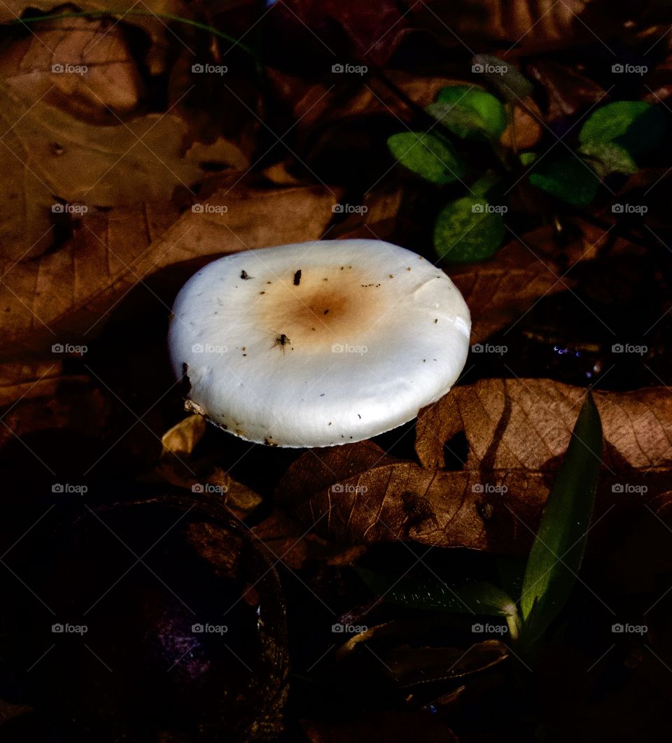 Wild mushroom 