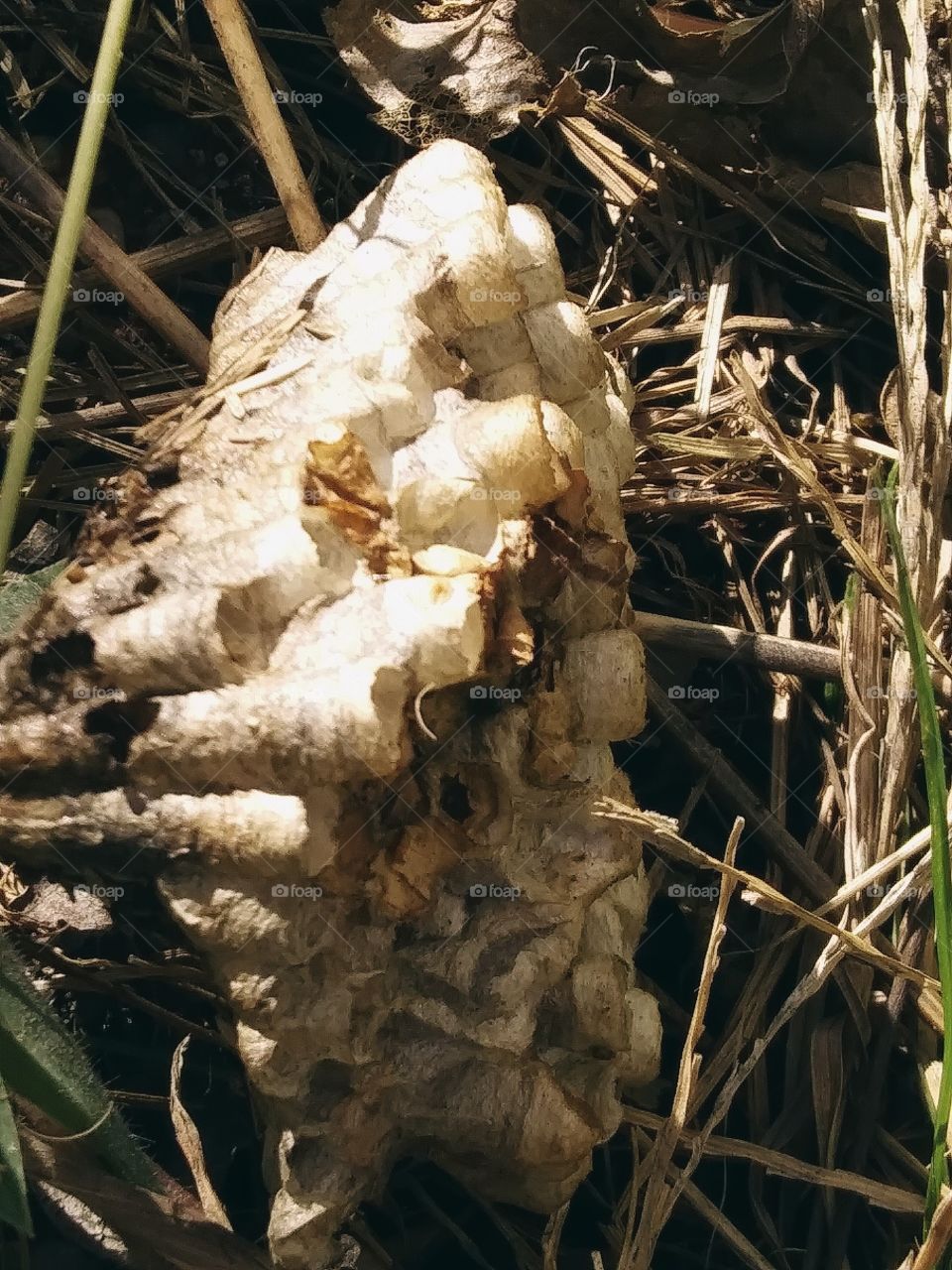 wasp nest