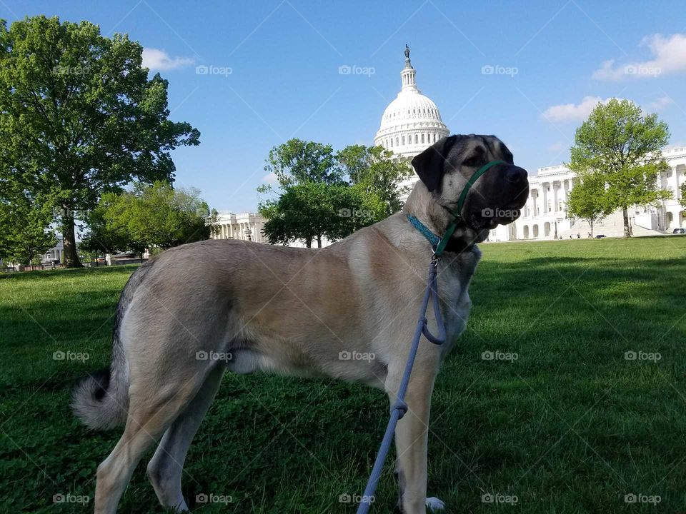 A Turkish kangal dog striking a pose kn front of the United States Capitol in Washington, DC.