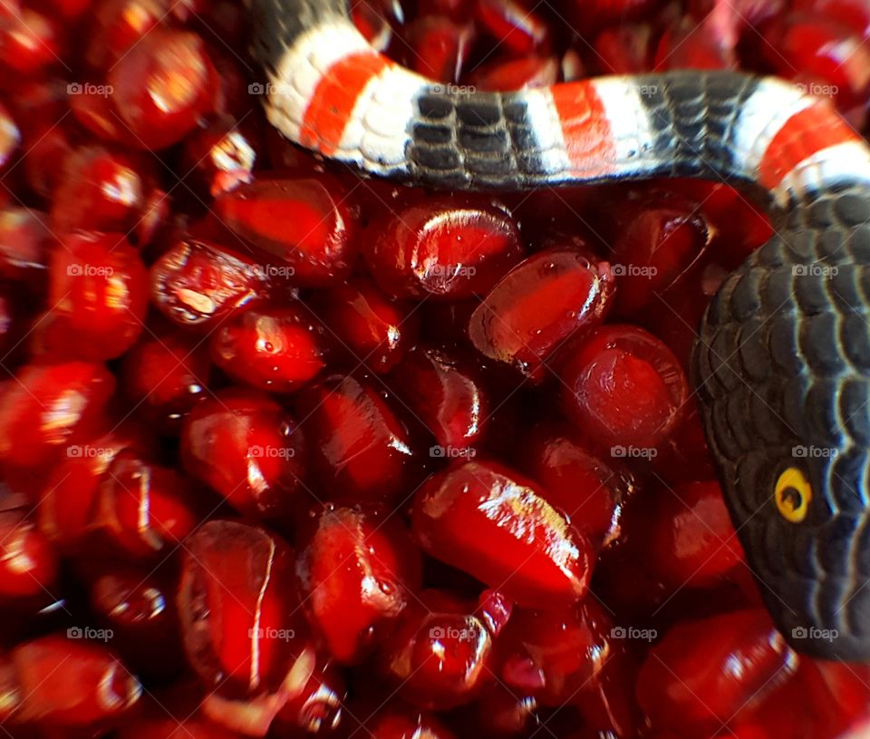 Pomegranates With Snake