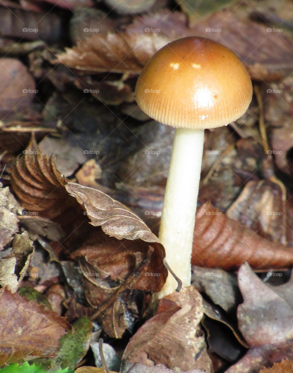 fungus