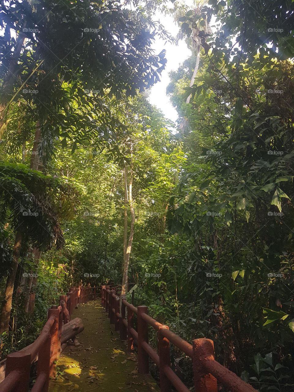 Take a walk and explore the forest