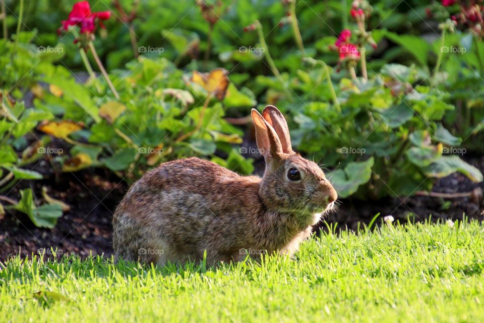 Rabbit on a flower bed