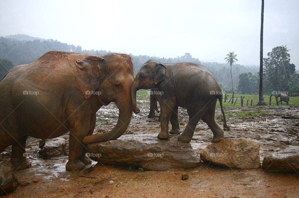 family elephants