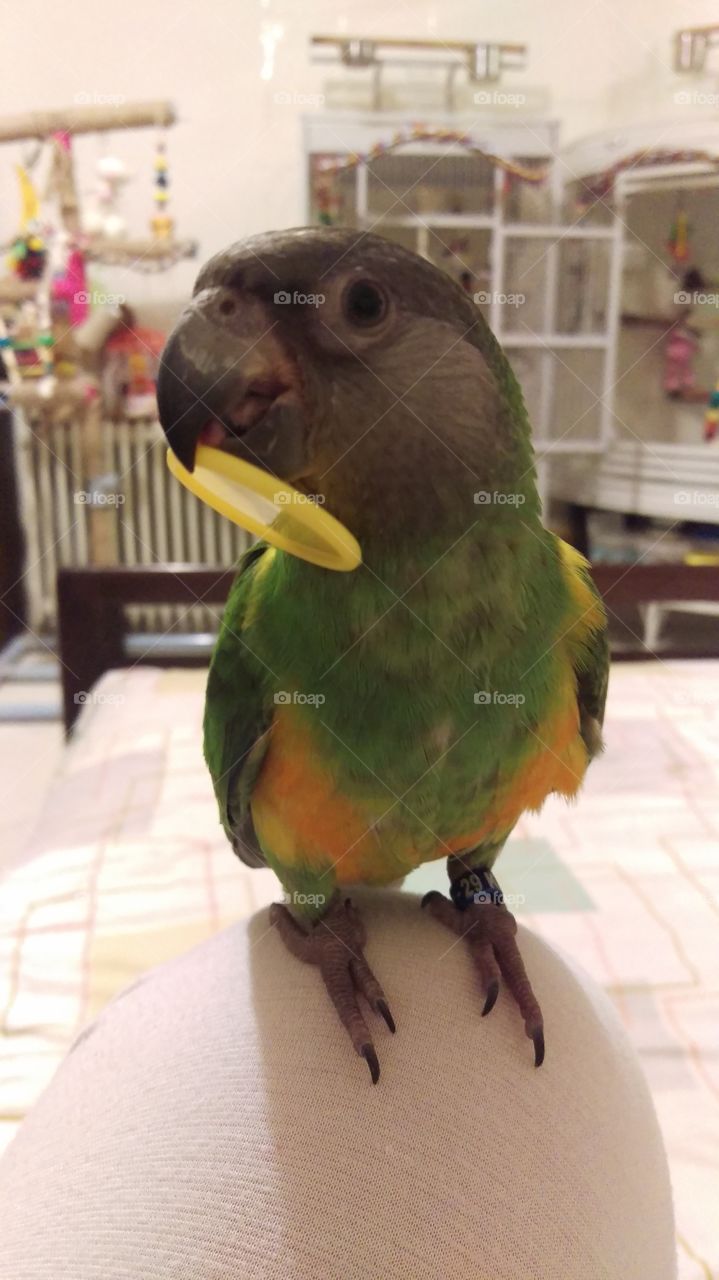 senegal parrot