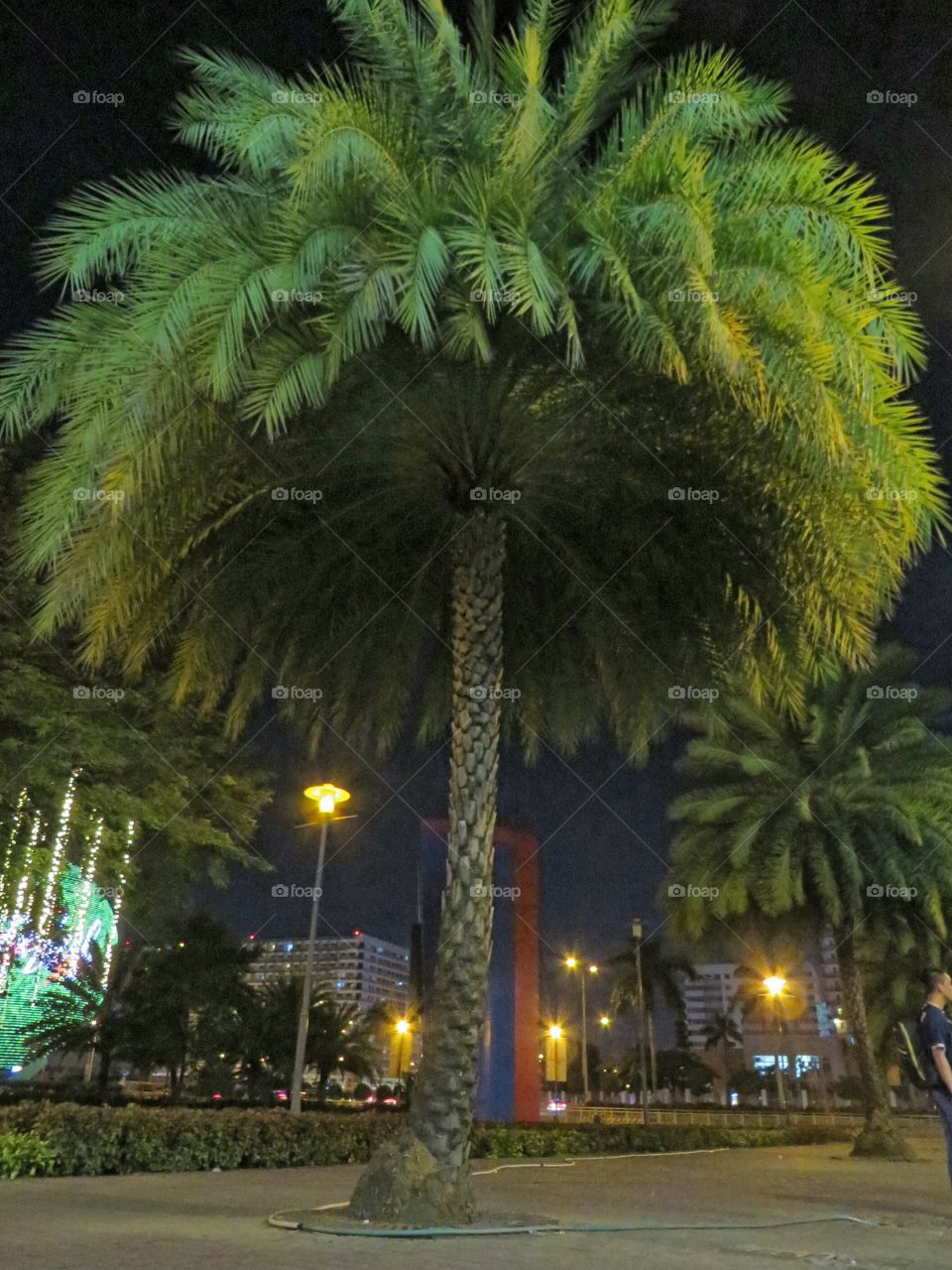 Palm Tree