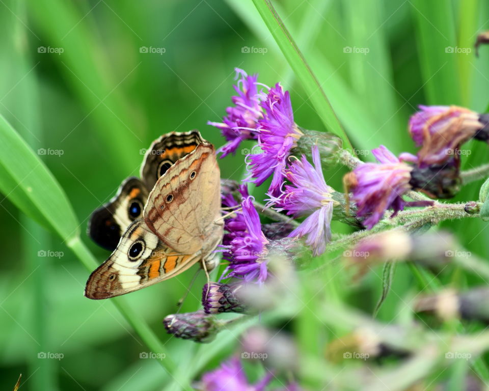 Wild Bachlor Button Flower & Buckeye Butterfly