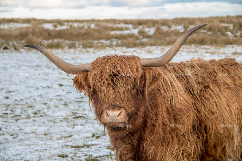 Highland cow 