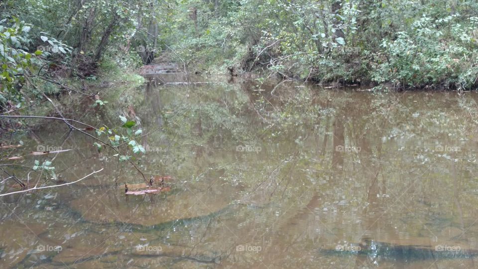 Water, River, Nature, Wood, Tree