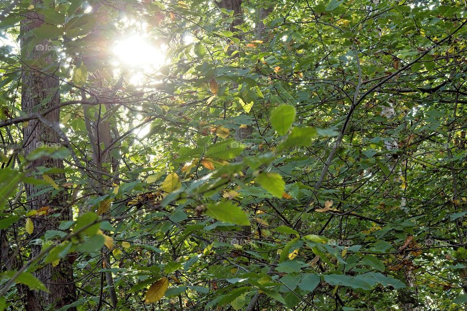 sun rays in the forest