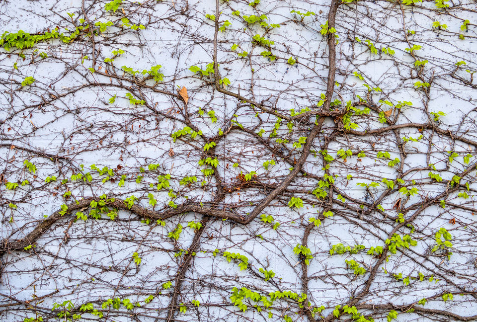 Wall textured with leafy vines