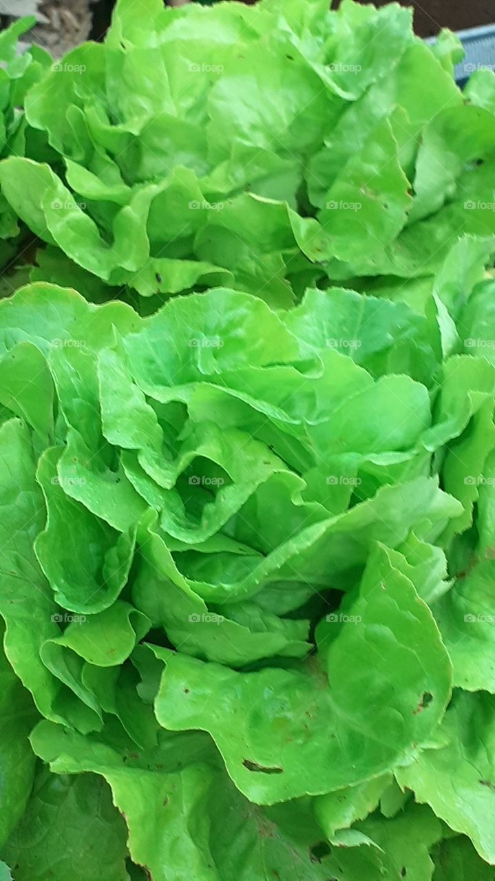 lechuga del huerto