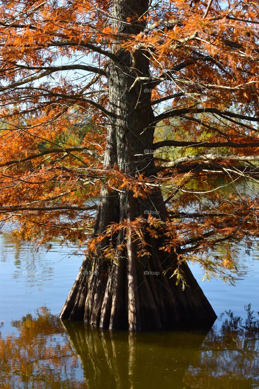 A fall tree living in the cold lake waters