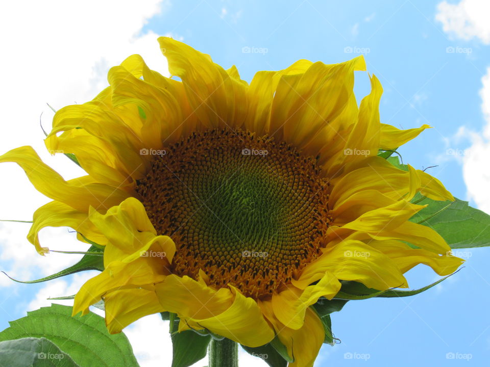 sunflower ripens