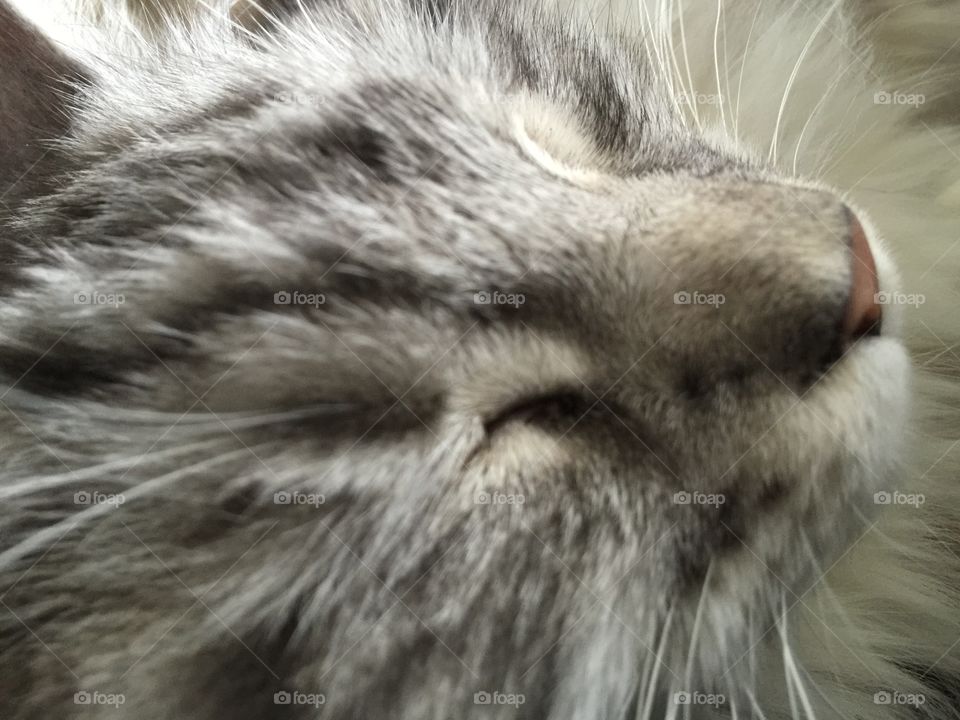 Mainecoon kitten cat sleeping