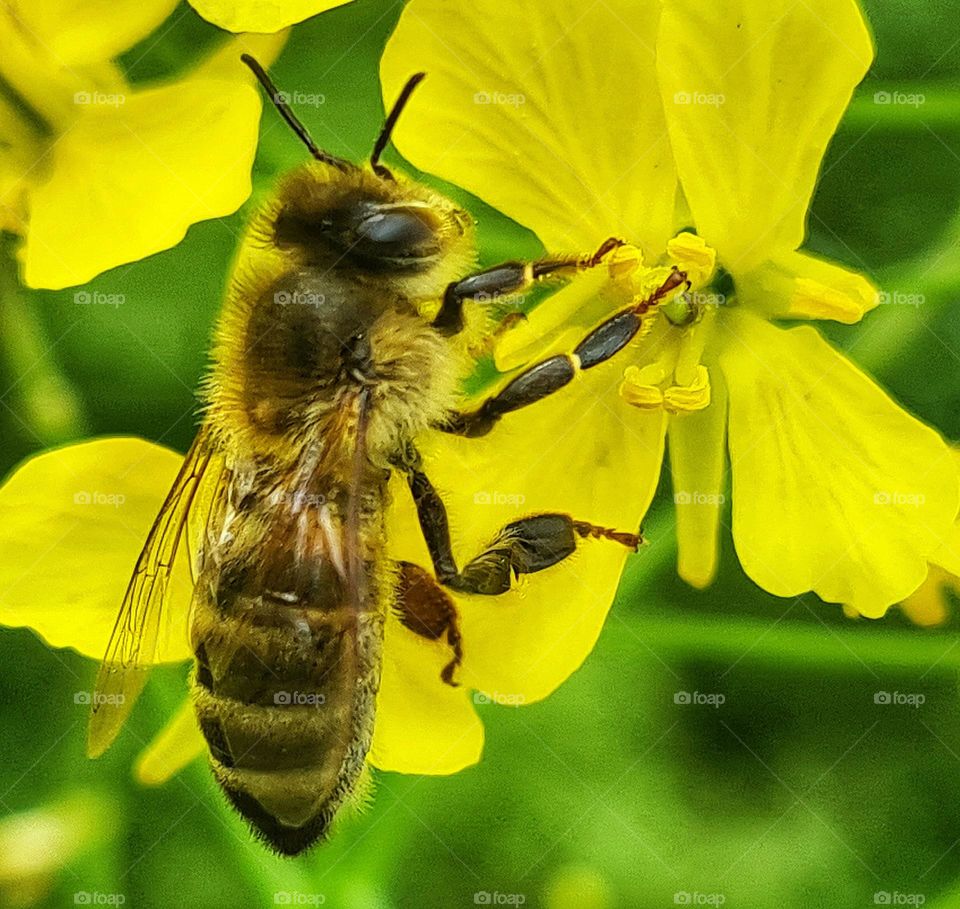 As if the bee is driving a car, but it's spring and the bee loves the nectare of the flower