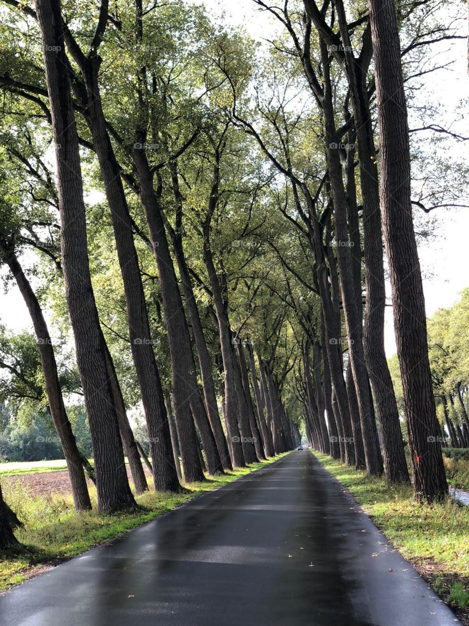 Trees and road