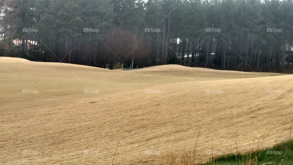 Tree, Landscape, Wood, Nature, No Person