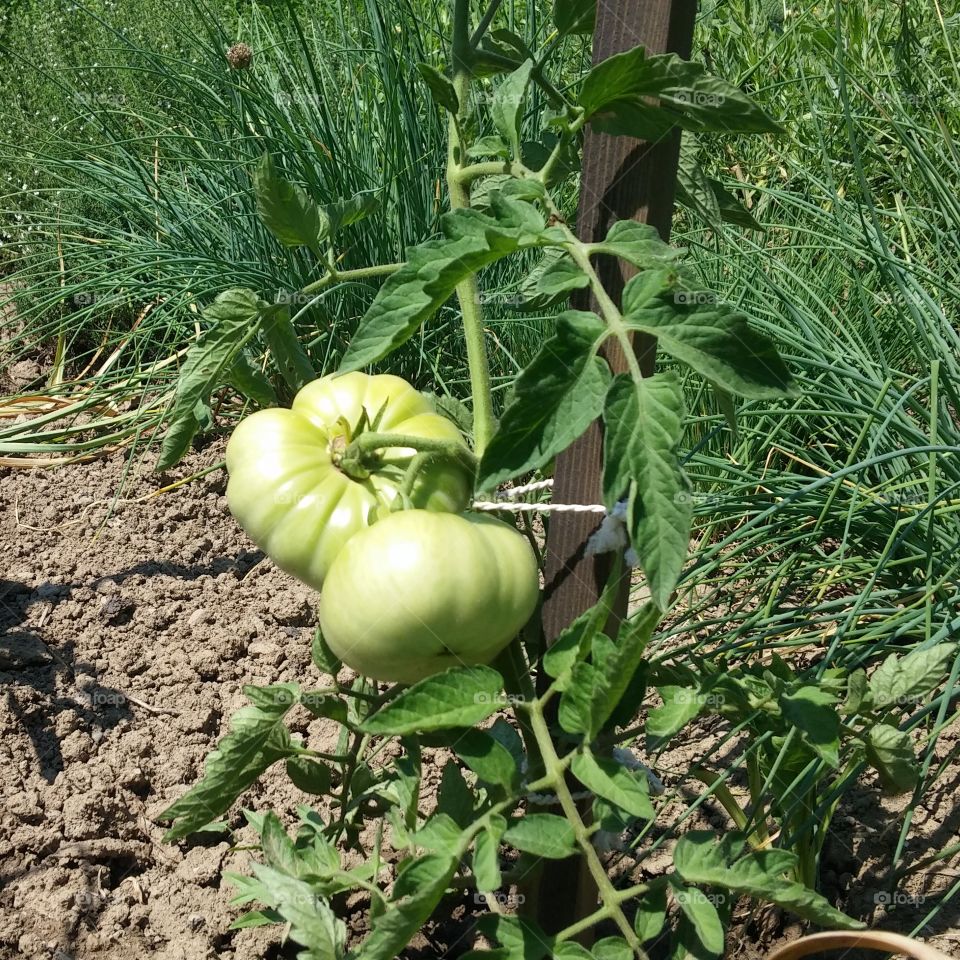 Tomato for salad