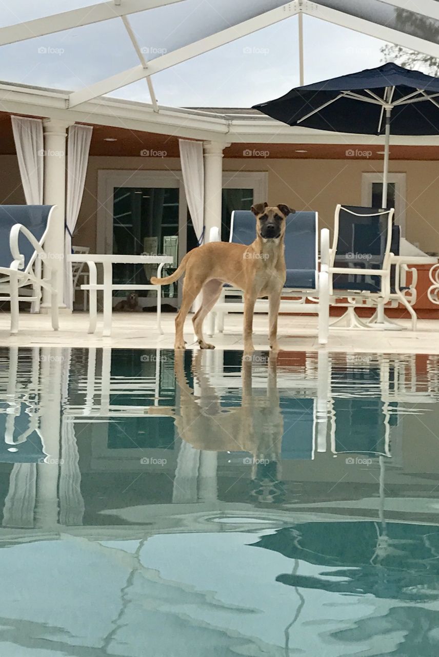 Dog by the pool