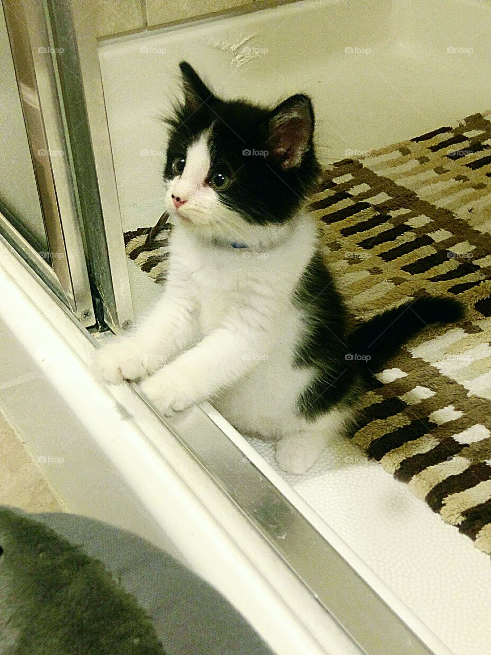 Curious Kitten