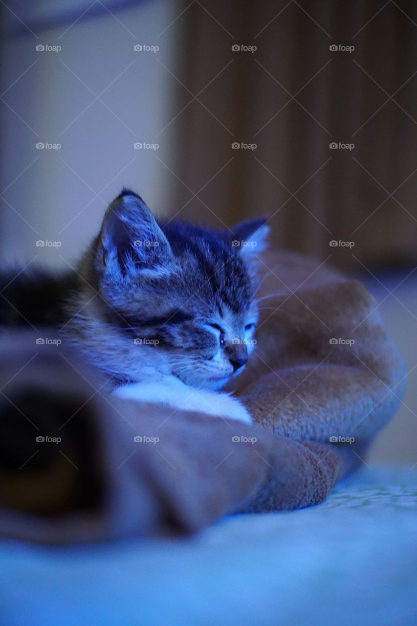 cat sleeping in bedroom after watch tv