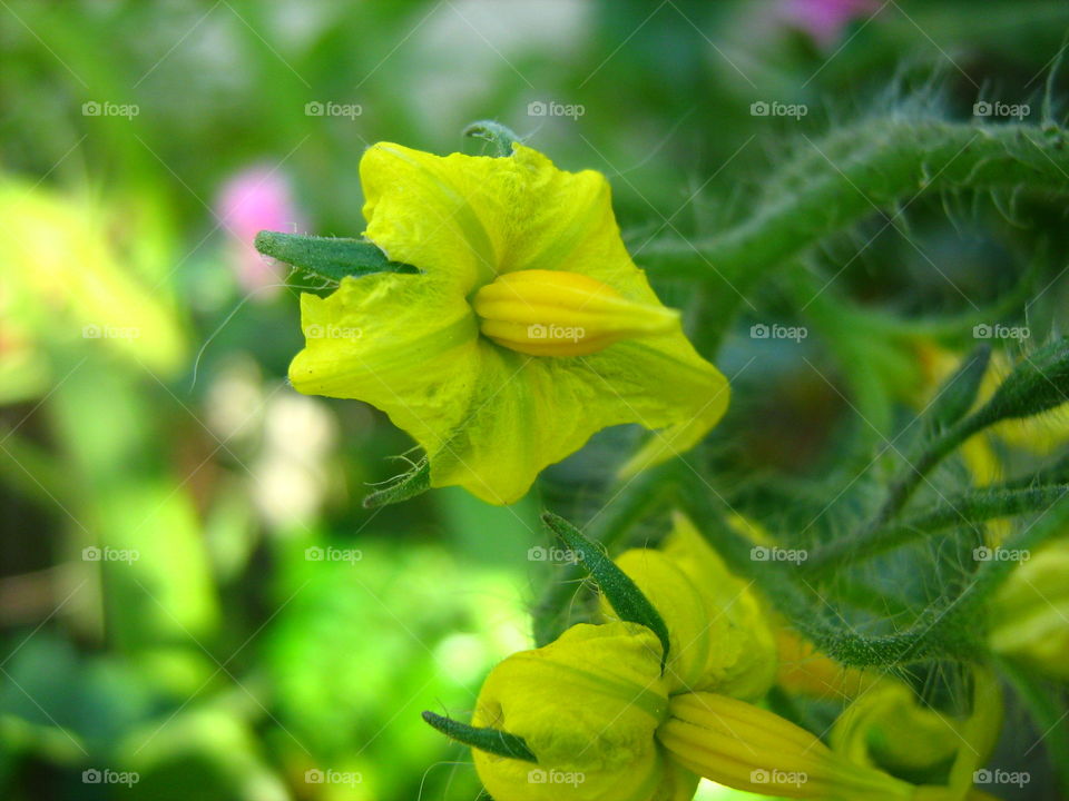 Tomato flower