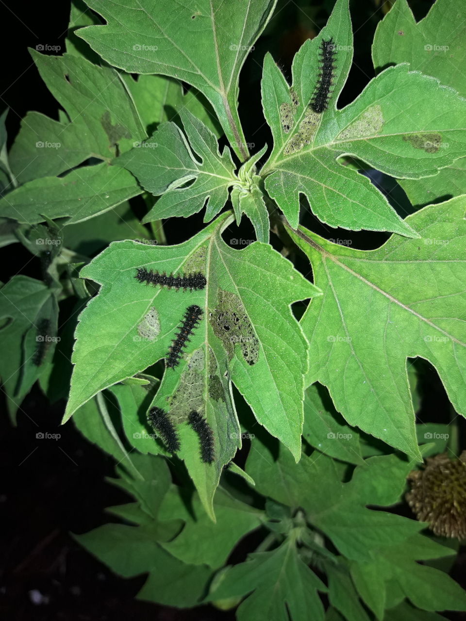 Taturanas em cima  das folhas de margarida