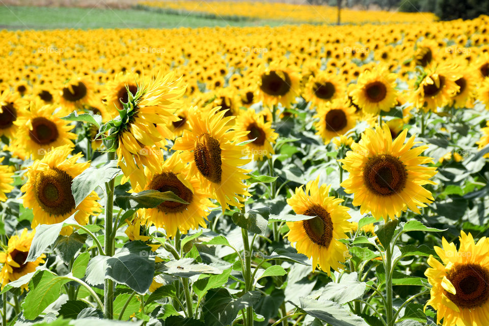 Sunflower, Field, Summer, Flora, Nature